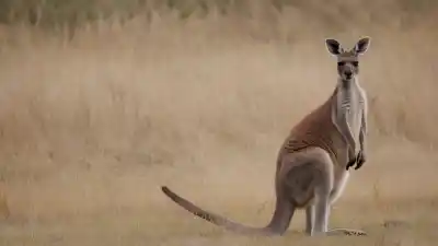 Top 10 de los Animales Más Comunes de Australia Que Te Sorprenderán