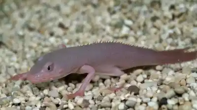 Top 10 de los Animales Más Raros y Bonitos del Mundo que Te Dejarán Sin Aliento