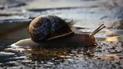 Top 7 Animales con Ojos Saltones Más Fascinantes de la Naturaleza