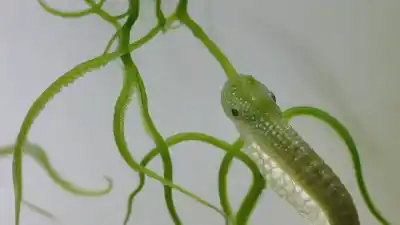 Top 10 Animales con Reproducción Asexual que Desafían las Leyes de la Naturaleza