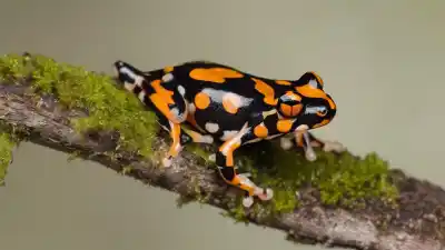 Top 5 Animales Pequeños en Peligro de Extinción Que Necesitan Tu Ayuda