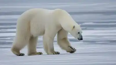 Top 7 Animales Que Aman el Frío: Los Reyes del Clima Helado