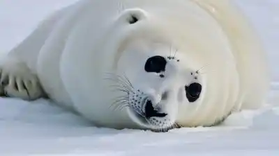 Top 10 Animales Más Tiernos en Peligro de Extinción Que Te Conmoverán el Corazón