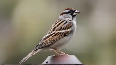 Top 7 Animales Más Comunes en Japón Que Te Sorprenderán