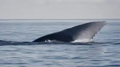 Top 5 Animales con los Genitales Más Grandes del Reino Animal