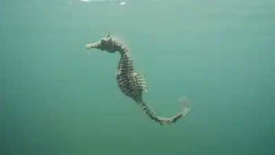 Top 7 de los animales más lentos del mar que te sorprenderán