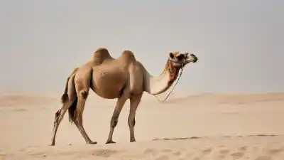 Top 7 Animales Más Comunes en Dubai Que Te Sorprenderán
