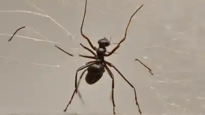 Top 7 Animales que Usan Feromonas: El Lenguaje Químico del Reino Animal