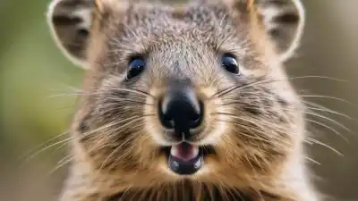 Top 5 de los animales más felices del mundo que te sorprenderán
