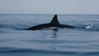 Top 8 de los animales solitarios marinos más fascinantes que existen