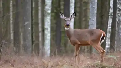 Top 5 de los animales más comunes en Dinamarca que te sorprenderán