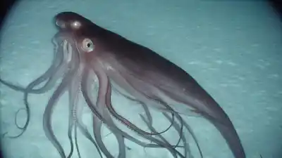 Top 7 de las Cosas Más Aterradoras Encontradas en el Mar que Te Pondrán la Piel de Gallina