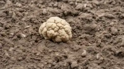 Top 7 de las Cosas Más Difíciles de Encontrar en el Mundo que Te Sorprenderán