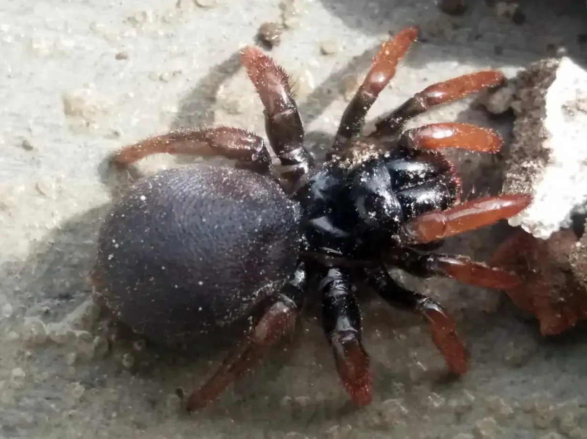Araña Trampera