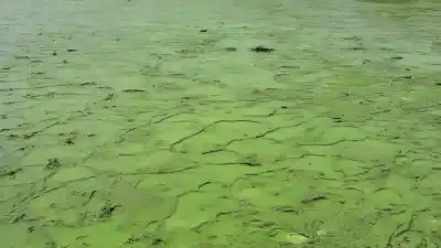 Los 10 Lagos Más Contaminados del Planeta: Un Viaje a las Aguas Más Tóxicas