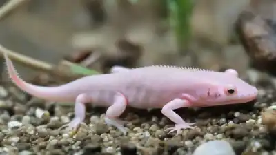 Top 10 de los Monstruos Más Extraños del Mundo que Te Dejarán Sin Palabras