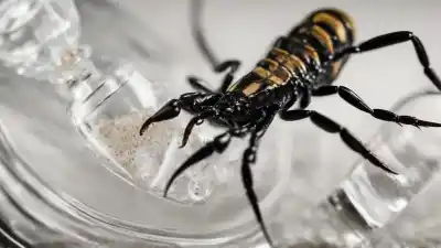Top 10 de los Líquidos Más Caros del Mundo que Te Dejarán Boquiabierto