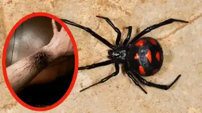Top 8 de las Arañas Más Peligrosas del Mundo que Debes Conocer