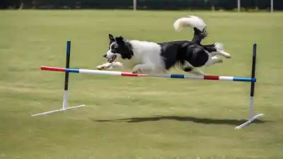 Top 7 Perros Más Adiestrables: Razas Caninas Ideales para el Entrenamiento