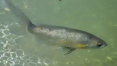 Top 7 de los Peces Más Comunes en Nicaragua que Debes Conocer