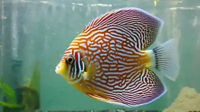 Top 7 de los peces más difíciles de cuidar que desafiarán tu experiencia como acuarista
