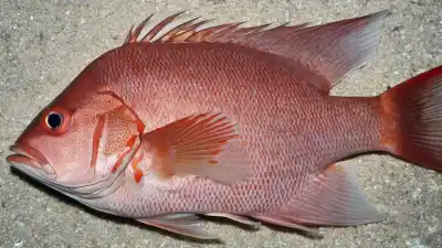 Top 10 de los Peces Más Comunes en México que Todo Amante del Mar Debe Conocer