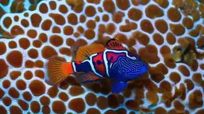 Top 7 de los Peces Más Brillantes del Mundo que Te Dejarán Sin Aliento