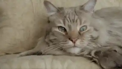 Top 5 Gatos Más Antiguos de la Historia que Debes Conocer