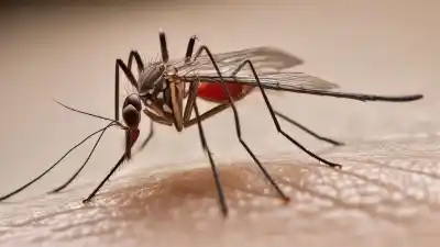 Top 8 de los insectos más peligrosos del mundo que te sorprenderán