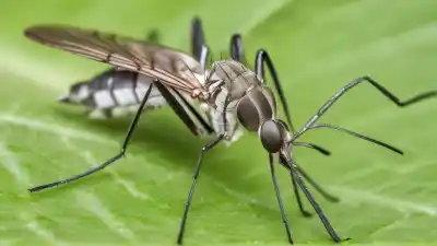 Top 10 de los Insectos Más Comunes en Chile que Verás en tu Vida Diaria