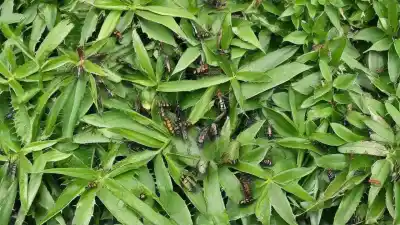 Top 7 de los Insectos Más Comunes en Paraguay que Verás en Tu Jardín
