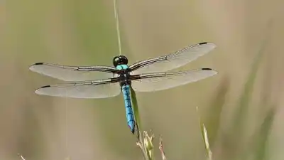 Top 5 de los insectos más rápidos del mundo que te dejarán boquiabierto