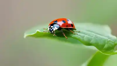 Top 10 de los Insectos Más Comunes en el Jardín Que Debes Conocer