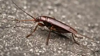 Top 10 de los insectos más asquerosos del mundo que te harán estremecer