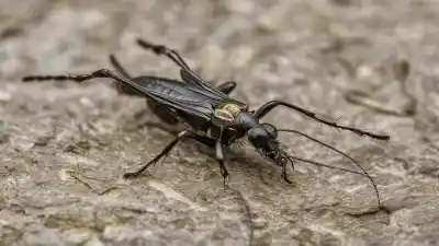 Top 10 de los insectos más asombrosos del mundo que te dejarán boquiabierto