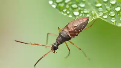 Top 7 Insectos Chupadores de Savia Más Fascinantes de la Naturaleza