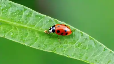 Top 7 Insectos Beneficiosos para la Agricultura que Todo Agricultor Debe Conocer