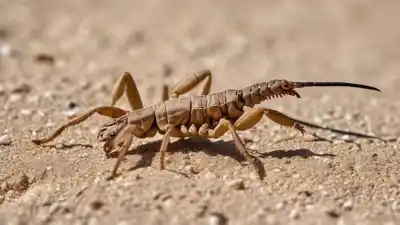 Top 5 Insectos Más Peligrosos del Desierto Que Te Sorprenderán