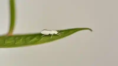 Top 7 Insectos Blancos Pequeños Que Encontrarás en Casa y Jardín