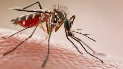 Top 6 Insectos Chupadores de Sangre Más Comunes Que Debes Conocer