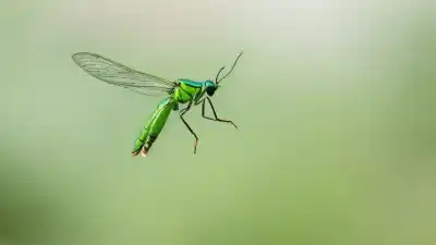 Top 5 de los insectos verdes voladores más fascinantes que existen