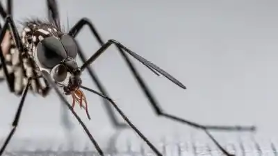 Top 5 de los insectos creados por el hombre que cambiarán tu visión de la ciencia
