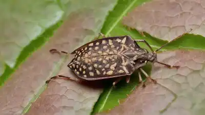 Top 5 Insectos Más Olorosos del Mundo: Un Ranking de Aromas Desagradables