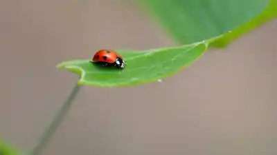 Top 7 de los Insectos Biocontroladores Más Efectivos que Protegen Nuestros Cultivos