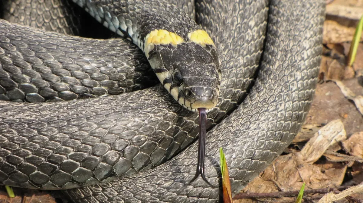 Serpientes (Suborden Serpentes)