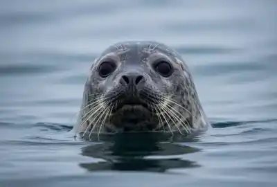 Top 7 Animales con Orejas Pequeñas que Te Sorprenderán