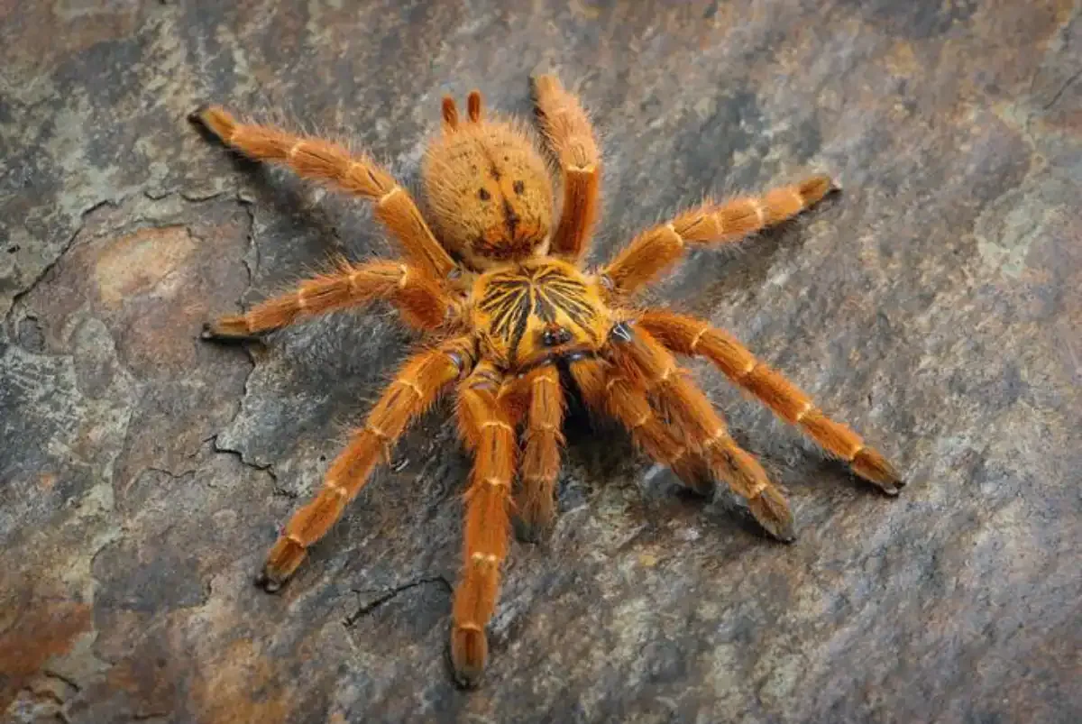 tarántula babuina naranja (Pterinochilus murinus)