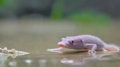 Top 10 de los Animales Más Extraños de México que Parecen de Otro Planeta