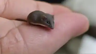 Top 10 de los Animales Más Pequeños del Mundo que Te Sorprenderán