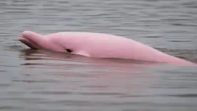 Top 7 de los Animales Más Raros del Amazonas que Te Dejarán Boquiabierto